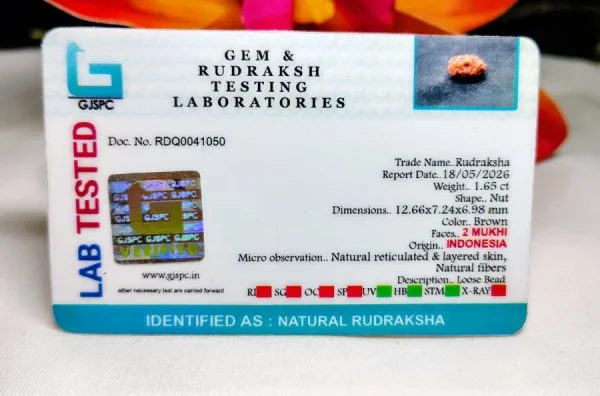 2 Mukhi Certificate