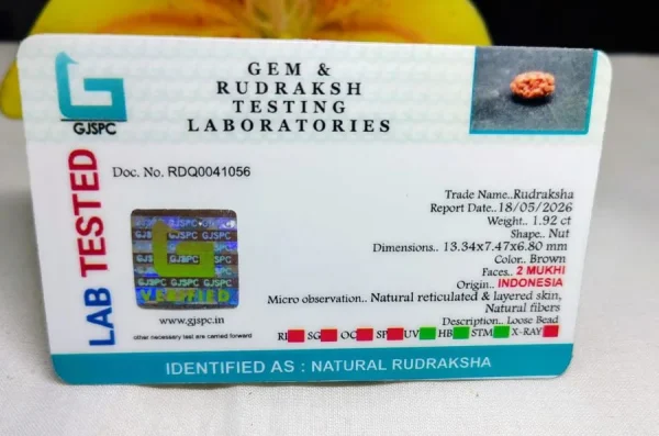 2 Mukhi Certificate