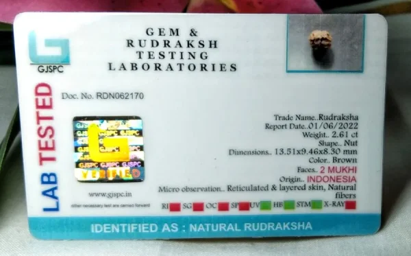 2 Mukhi Certificate