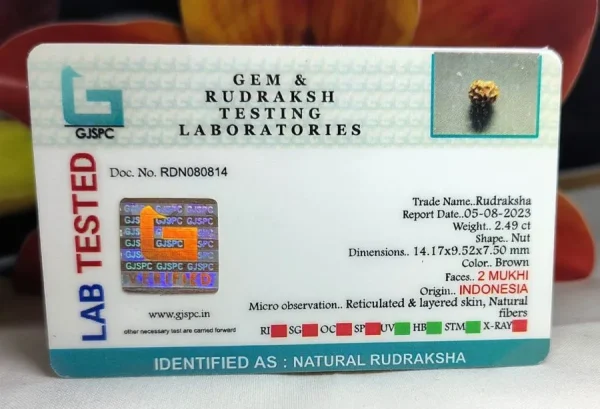 2 Mukhi Certificate