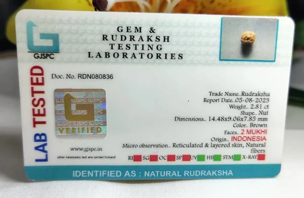 2 Mukhi Certificate