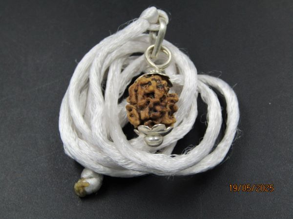 2 Mukhi Rudraksha