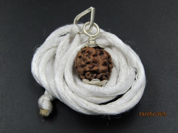 2 Mukhi Rudraksha