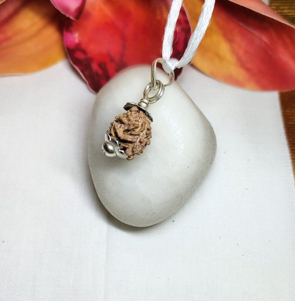 2 Mukhi Rudraksha