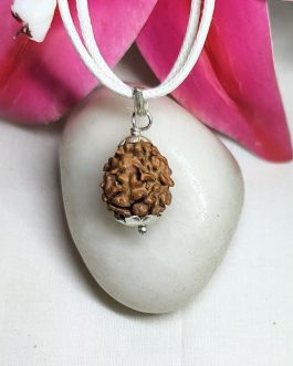 2 Mukhi Rudraksha