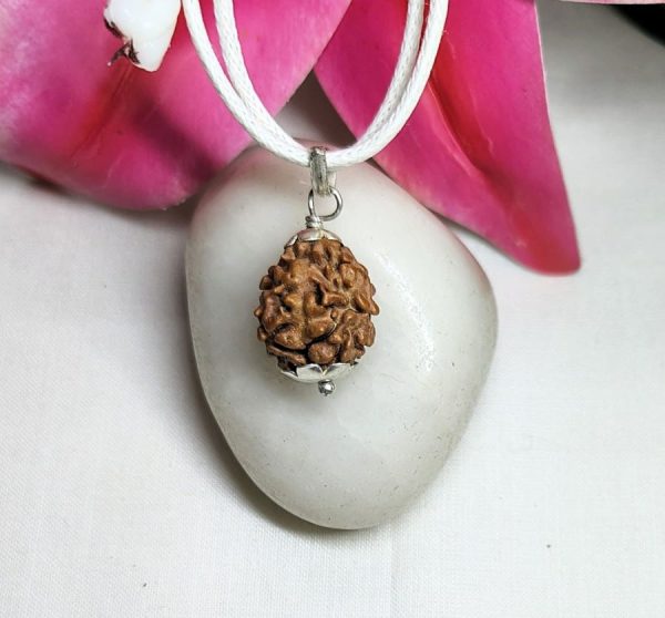 2 Mukhi Rudraksha