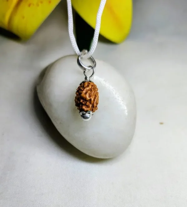 2 Mukhi Rudraksha