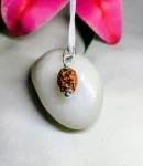 2 Mukhi Rudraksha