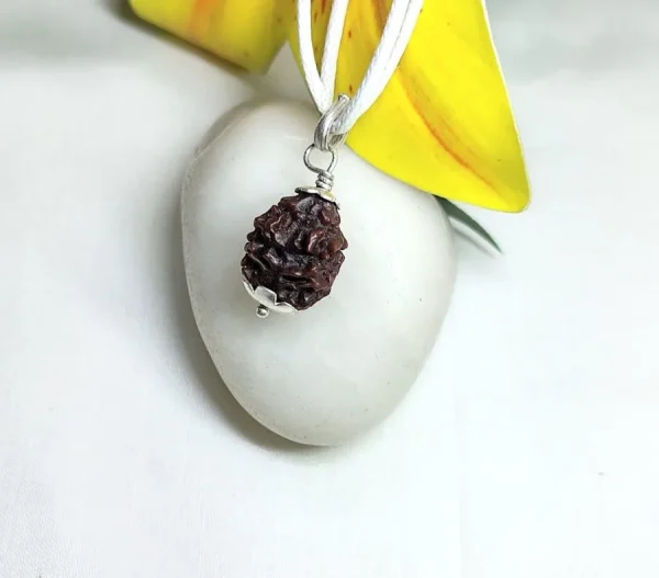 2 Mukhi Rudraksha