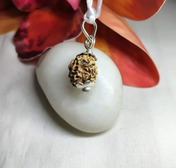 2 Mukhi Rudraksha
