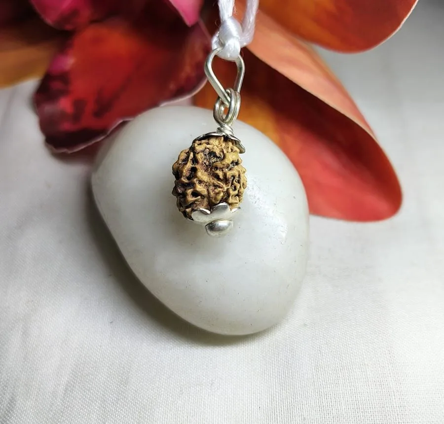 2 Mukhi Rudraksha