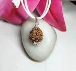 2 Mukhi Rudraksha