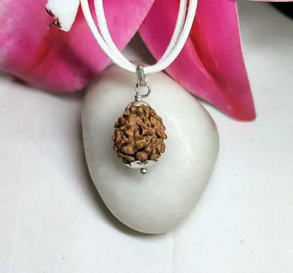 2 Mukhi Rudraksha