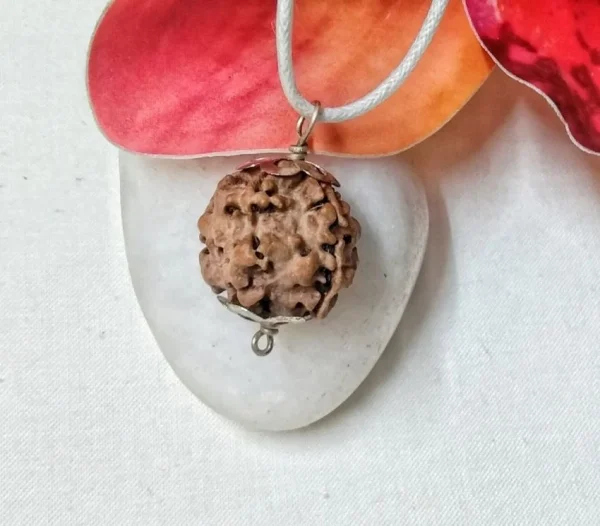 2 Mukhi Rudraksha