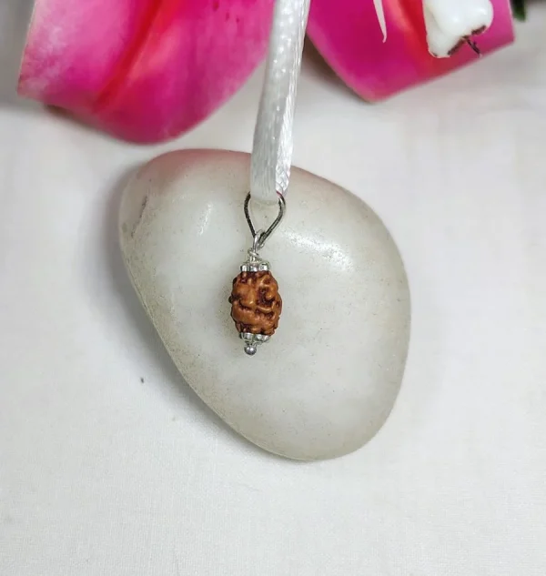 2 Mukhi Rudraksha