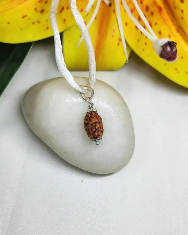 2 Mukhi Rudraksha