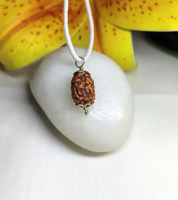 2 Mukhi Rudraksha