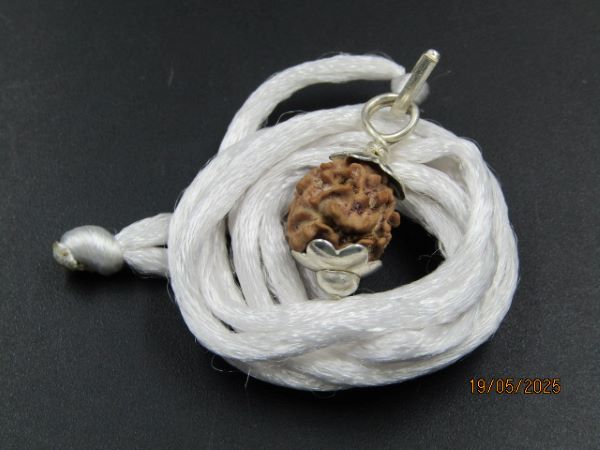 2 Mukhi Rudraksha