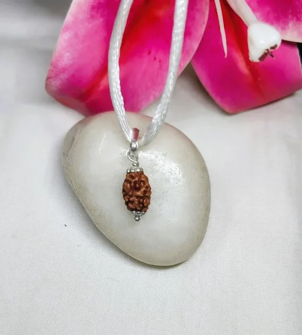 2 Mukhi Rudraksha