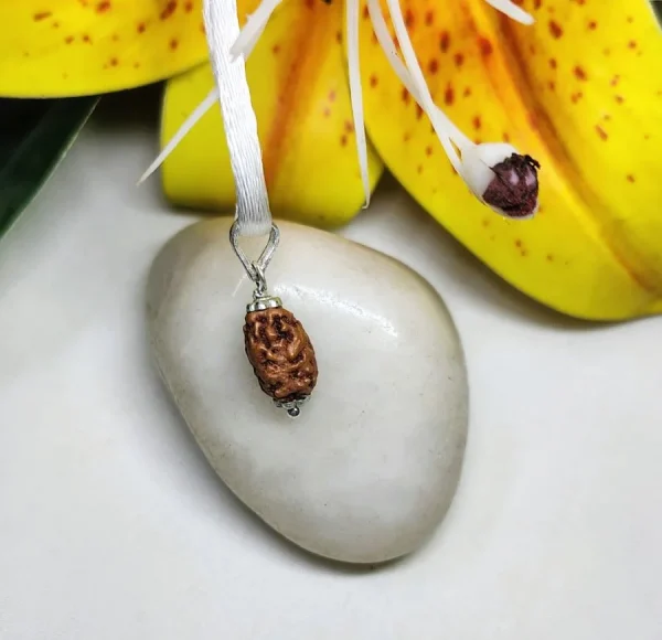 2 Mukhi Rudraksha