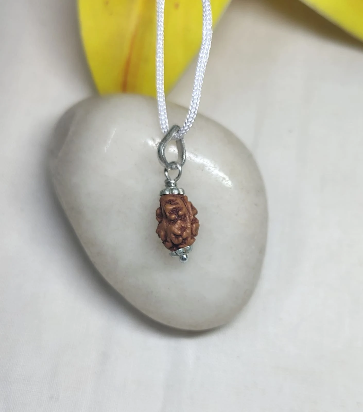 2 Mukhi Rudraksha