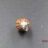 2 Mukhi Rudraksha