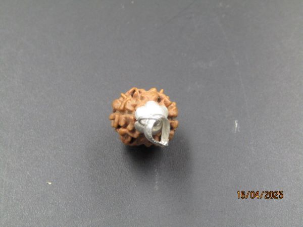 2 Mukhi Rudraksha