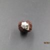 2 Mukhi Rudraksha