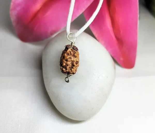 2 Mukhi Rudraksha