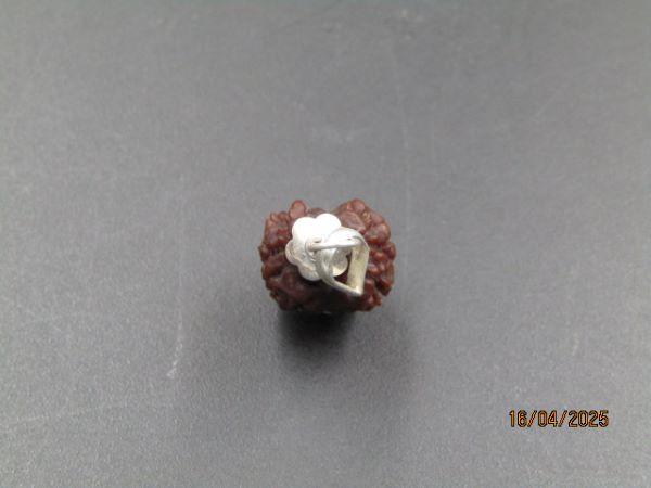 2 Mukhi Rudraksha