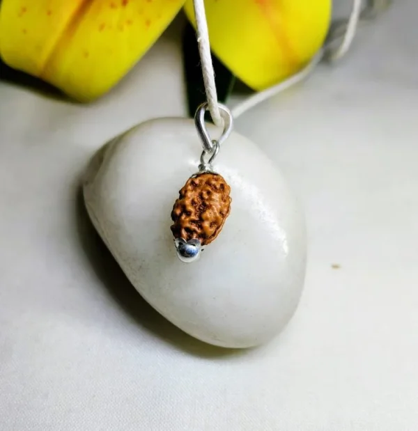 2 Mukhi Rudraksha