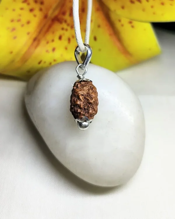 2 Mukhi Rudraksha