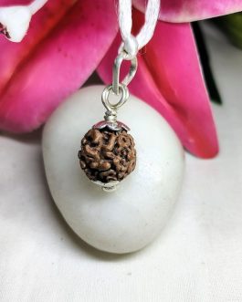 2 Mukhi Rudraksha