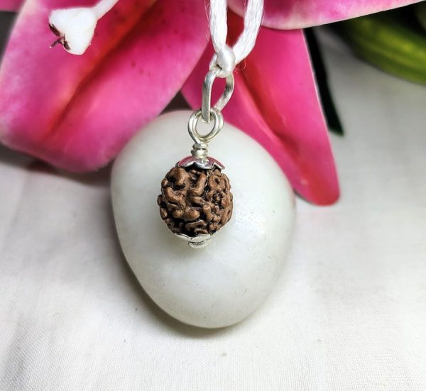 2 Mukhi Rudraksha
