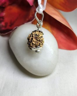 2 Mukhi Rudraksha