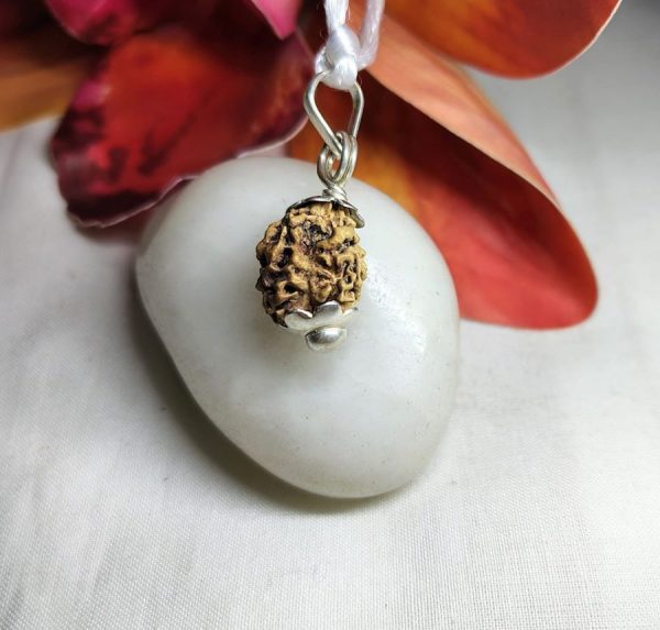 2 Mukhi Rudraksha