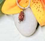 2 Mukhi Rudraksha