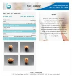 2 Mukhi Certificate