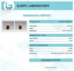 2 Mukhi Certificate