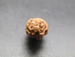 2 Mukhi Rudraksha