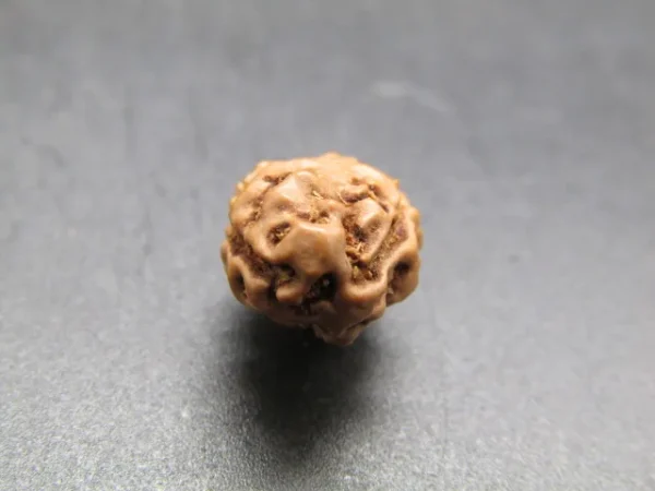 2 Mukhi Rudraksha