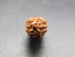 2 Mukhi Rudraksha