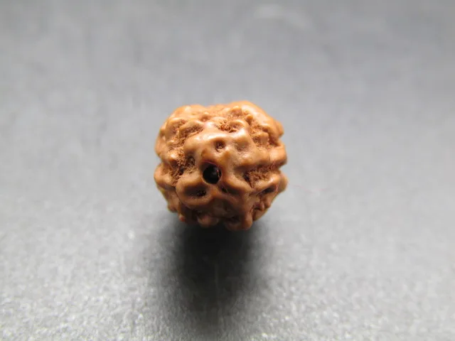 2 Mukhi Rudraksha