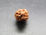 2 Mukhi Rudraksha