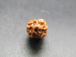 2 Mukhi Rudraksha