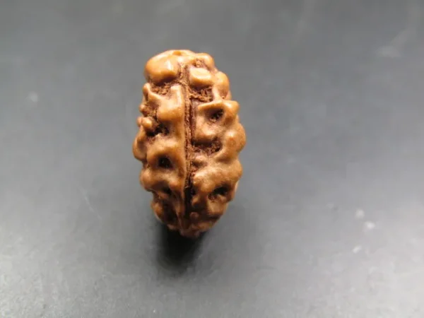 2 Mukhi Rudraksha