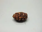 2 Mukhi Rudraksha