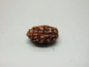 2 Mukhi Rudraksha