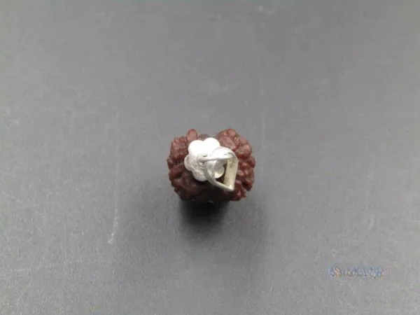2 Mukhi Rudraksha