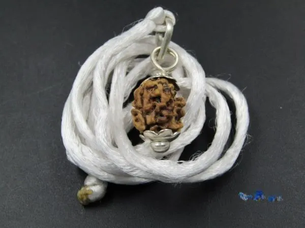2 Mukhi Rudraksha